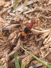 Trogomorpha arrogans
