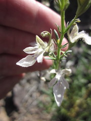 Teucrium glandulosum