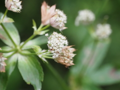 Astrantia major elatior