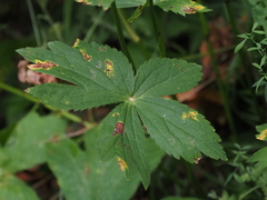 Astrantia major elatior