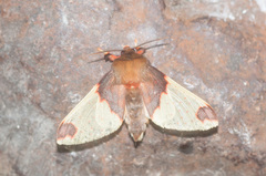 Pseudepimolis haemasticta