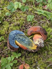 Lanmaoa carminipes