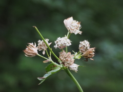 Astrantia major elatior