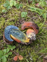 Lanmaoa carminipes