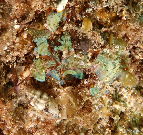 Stypopodium flabelliforme observed 2021-12-13