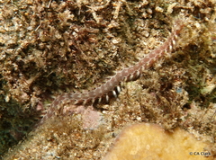 Pherecardia striata