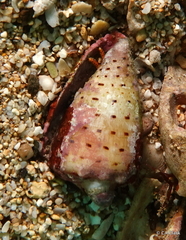 Conus abbreviatus