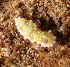 Goniobranchus albopustulosus