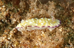 Goniobranchus albopustulosus