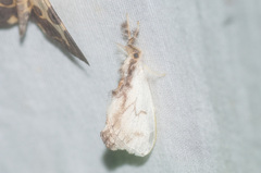 Acraga ampela