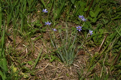 Sisyrinchium montanum montanum