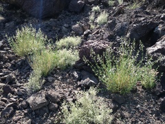 Teucrium glandulosum