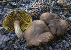 Phylloporus pelletieri