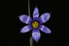 Sisyrinchium montanum montanum