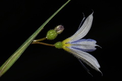 Sisyrinchium montanum montanum