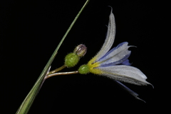 Sisyrinchium montanum montanum