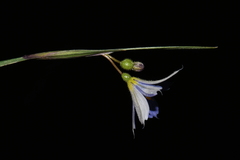 Sisyrinchium montanum montanum