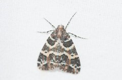 Cargolia arana