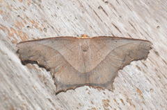 Eutomopepla rogenhoferi