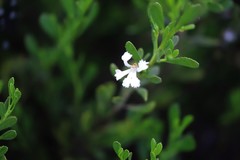 Scaevola crassifolia