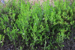 Scaevola crassifolia