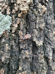 Dindymus circumcinctus