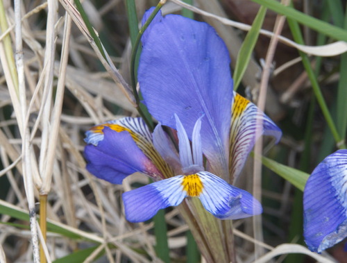 Iris d'Alger 2
