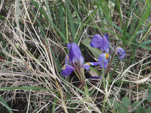 Iris d'Alger 3