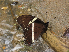 Papilio coroebus syndemis