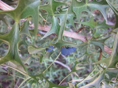 Berberis harrisoniana
