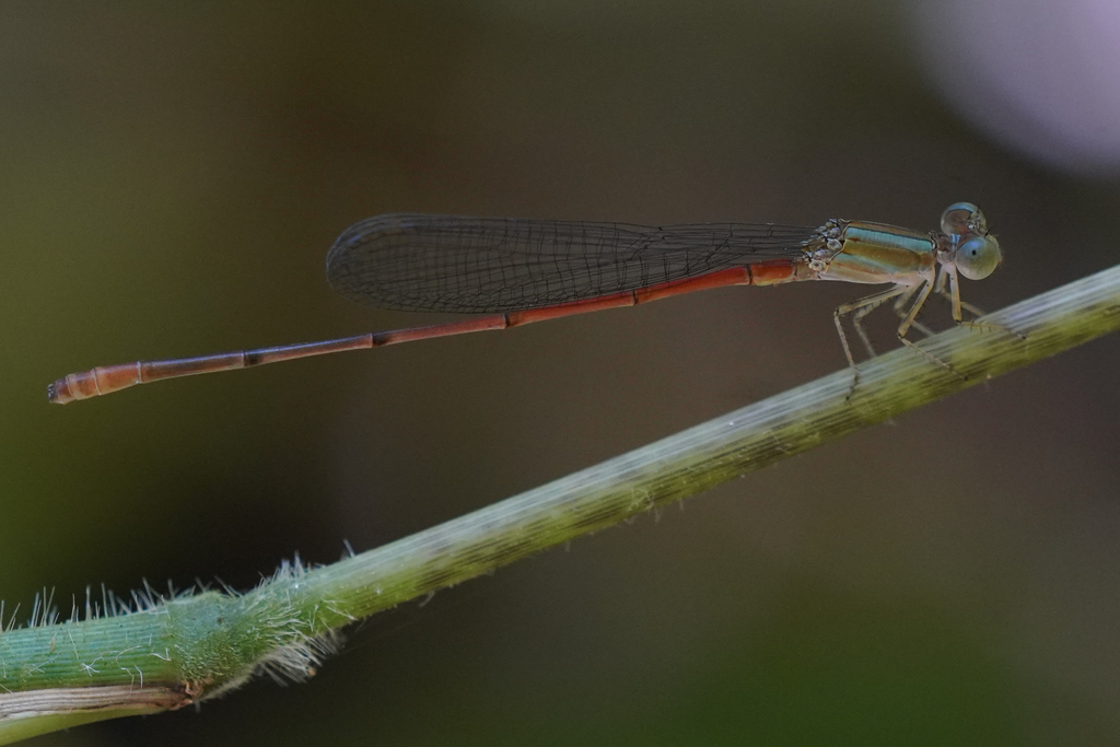 Green-eyed Firetail