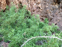 Berberis harrisoniana