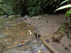 Papilio coroebus syndemis