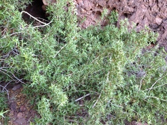 Berberis harrisoniana