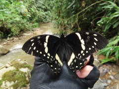 Papilio coroebus syndemis