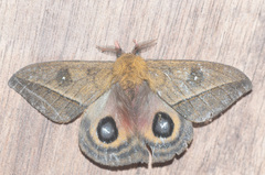 Automeris napoensis