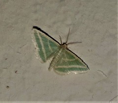 Mixocera frustratoria