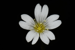 Cerastium strictum