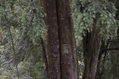 Saxegothaea conspicua