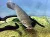 Smallmouth Electric Catfish - Photo (c) ゆうき315, some rights reserved (CC BY-SA)