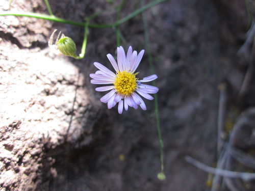 wand fleabane (Erigeron oxyphyllus)