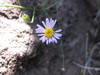 Wand-like Fleabane Daisy - Photo (c) Duncan Bell, some rights reserved (CC BY-NC), uploaded by Duncan Bell