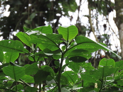 Papilio coroebus syndemis