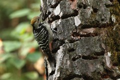 Dendrocoptes auriceps
