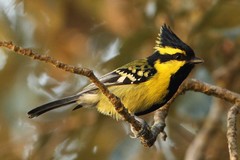 Machlolophus xanthogenys