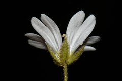Cerastium strictum