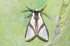 Turuptiana annesmithae