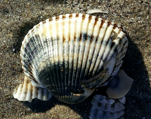 Kagoshima Blood Cockle
