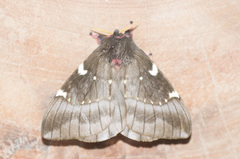 Paradirphia andicola