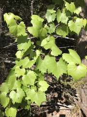 Vitis monticola
